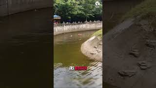 OrangUtan Rettung Held springt ins Wasser [upl. by Atnomed]