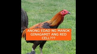 Sabong tips ANONG EDAD NG MANOK GINAGAMIT ANG RED CELL [upl. by Sakhuja271]