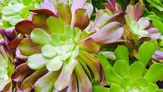 AEONIUM ARBOREUM CARE MADE SIMPLE Joy Us Garden [upl. by Towrey]