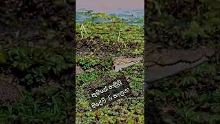 සීදේවිමම  නුබෙ හැලයා😀🇱🇰🚗🐊🐸kumananationalpark shorts travel [upl. by Aenit]