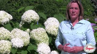 How To Prune Annabelle Hydrangeas [upl. by Reger]