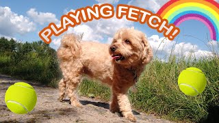 Happy Maltipoo Puppy Plays Fetch [upl. by Monsour]