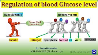 25 Regulation of Blood Glucose level  Carbohydrates Metabolism  Biochemistry NJOY Biochemistry [upl. by Jeminah934]