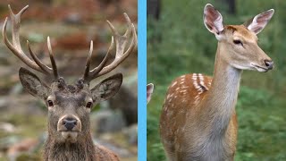 ANTLER VS ANTLERLESS HUNTING What you need to know [upl. by Aneladgam981]