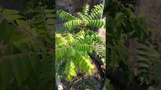 plants gardening garden subscribe supportfood tree streat bollywoodmusic indianstreetfood [upl. by Mota113]