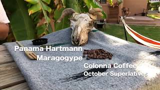 October Superlatives Panama Hartmann Maragogype  Colonna Coffee [upl. by Yekcaj]