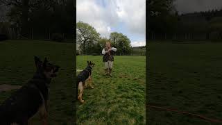 Dog Training for Beginners [upl. by Prissie]