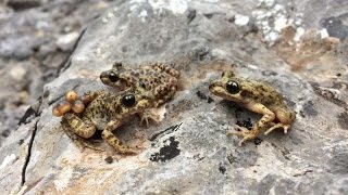 A Cure for Chytrid Scientists discover method to eliminate killer fungus [upl. by Lanta]