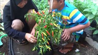 Berkebun di Lahan Sempit Penggantian Polybag Penambahan Media Tanam Cabe Organik [upl. by Eile]