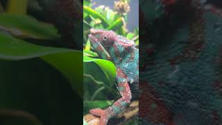 Ever seen Chameleon Saliva PT 2 chameleon attacked taylorshawn [upl. by Rednasxela114]