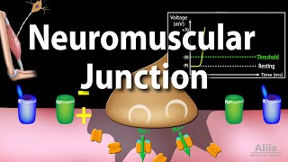 Neuromuscular Junction Animation [upl. by Risa728]