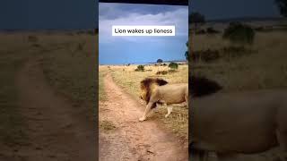 Lion Wakes Up Lioness TikTok thecrazypartofnature [upl. by Burnside]