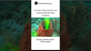 sponge 🧽🤯 porifera water canal system ☘️🌷 biology science medical ♡♡ [upl. by Amadeo]