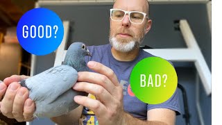 How to select quality racing pigeons  How to judge a racing pigeon [upl. by Lomaj]