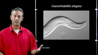 Online Developmental Biology Introduction to C elegans [upl. by Sirronal986]