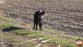 Domuz Avı İçin Püf Noktaları  wildboar hunting tactics [upl. by Christye349]