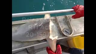 Australias Shark Cull Exposed  Heavily predated shark proves drumlines lure large sharks closer [upl. by Adamina]