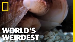 Killer Cone Snail  Worlds Weirdest [upl. by Fredkin59]