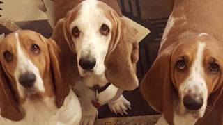 Basset Hound Trio [upl. by Freida]