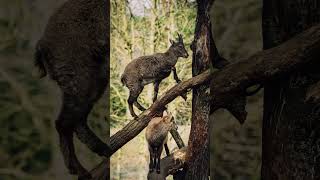 Mountain Climbing Goats Against Gravity [upl. by Gwyneth800]