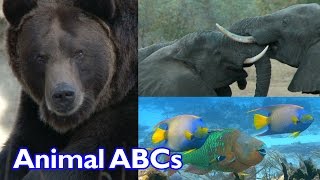 Animal ABC Song for Kids  Cute Animals  Funny Animals  Kinder Playtime [upl. by Nilson]