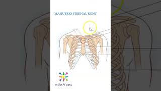 Anatomy Thorax 220 ManubrioSternal Joint Sternum Sternal angle louis viva [upl. by Epoh]