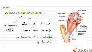 What is epimysium [upl. by Randee]