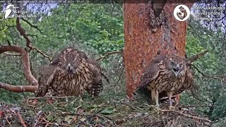 Goshawks RigaBKUS ☆ June 19th 🫧 The nest is still well attended [upl. by Artima49]