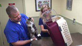 How to safely put a cat into a cat carrier [upl. by Enna]