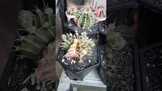 gymnocalyciumvariegata gymnocalycium cactusmania cactuslover cactus [upl. by Shalom]