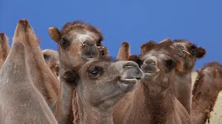 The Fast and the Resilient Bactrian Camel Cheetah and Pronghorn [upl. by Nnitsuj]