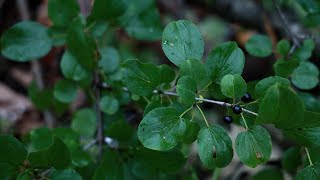 How to conduct your own buckthorn bust [upl. by Paige455]