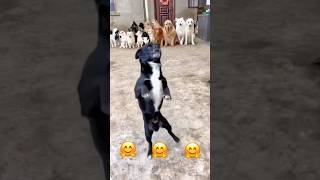 Cute dog dance shortsfunnyvideo dogrealfoolsteamfunny [upl. by Gayelord]