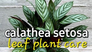 calathea setosa plant care video മലയാളം [upl. by Bultman685]