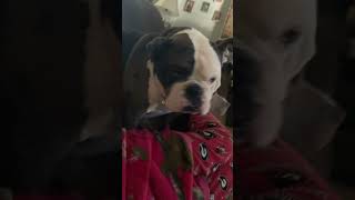 englishbulldog pitbull couchpotato spaceinvader please subscribe to my channel [upl. by Adnahsed]