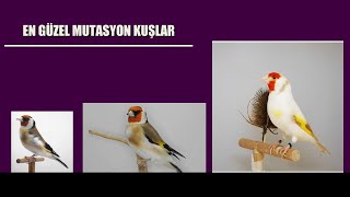 En güzel mutasyon kuşlar cardellinocanto birds cardellino finchescanaries jilgueros carduelis [upl. by Naes]