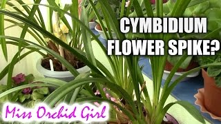 Orchid premiere  first Cymbidium flower spike [upl. by Prader]