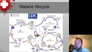 Malaria and Other Protozoa Part 1 [upl. by Leonie397]