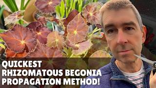 Propagate your Rhizomatous BEGONIAS like a Pro in just a Few Minutes [upl. by Walczak]