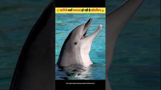 Why Dolphins Are So Popular The Surprising Truth Behind Their Fame viral facts shorts [upl. by Chanda]