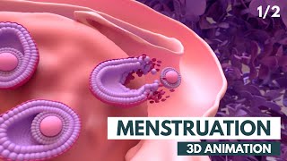 Menstrual Cycle Basics  3D animation 12 [upl. by Irwin687]