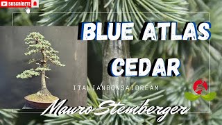 Blue Atlas Cedar Bonsai [upl. by Naujyt152]