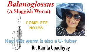 Balanoglossus Classification and body organisation External and Internal Morphology [upl. by Eltsirhc]