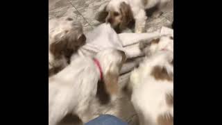 watch this cute american cocker spaniel puppies as they play [upl. by Arrik]