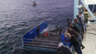 Great White Shark Caught Tagged Released For Science [upl. by Eatnohs]