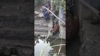 Teamwork To Lift and Drag The Stuck Horse From The Ditch Into Water [upl. by Avot]