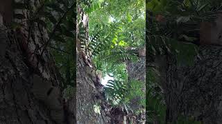 Oakleaf Fern Drynaria quercifolia on Acacia tree ferns tropical plants [upl. by Anawad159]