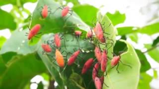 Red Shouldered Bugs Jadera haematoloma [upl. by Jc]