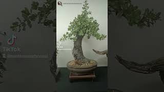 ¡¡Os esperamos en el congreso europeo de bonsai 2024wwwsantimunozbonsaicom [upl. by Retepnhoj]