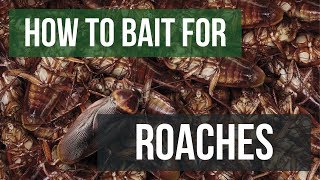 How to Bait For Cockroaches Gel Baits [upl. by Aridni268]